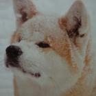 hachi88