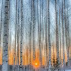 indrid_cold
