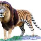zigor_nabal