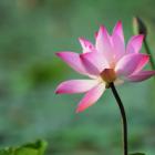 ThanhPhan