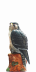 Dalmore Peregrine Falcon